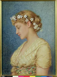 Stephanotis